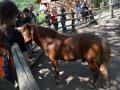 DSC_2716.JPG